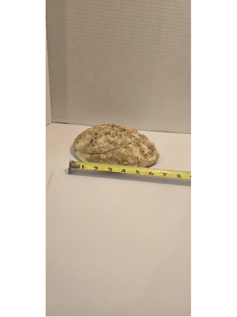 Antique Vintage Abalone Mother Of Pearl Shell